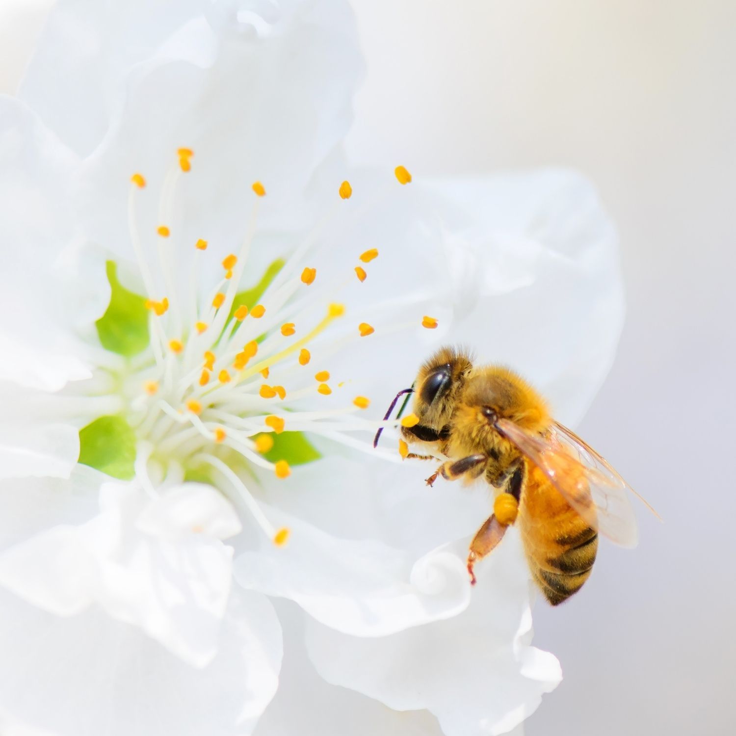 Ar bičių produktai tikrai gali padėti kovoti su virusu?
